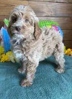 Grant, a male Miniature Goldendoodle for sale in Gaffney, SC – 6 of 7