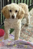 Pansy, a female Poodle - Toy  for sale in Gaffney, SC – 4 of 4