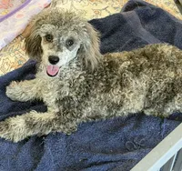 Puzzle, a male Poodle - Miniature  for sale in Gaffney, SC – 7 of 7