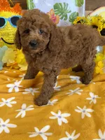 Piper, a female Miniature Labradoodle for sale in Gaffney, SC – 3 of 4