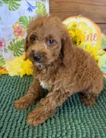Piper, a female Miniature Labradoodle for sale in Gaffney, SC – 3 of 3