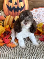 Millie, a female Cockapoo for sale in Gaffney, SC – 3 of 4