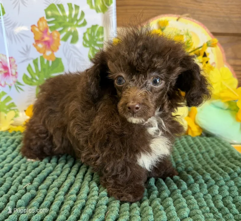 Brownie – Poodle - Toy  puppy for sale in Gaffney, SC