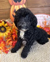 Jade, a female Miniature Labradoodle for sale in Gaffney, SC – 3 of 4
