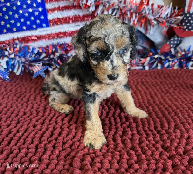 Blue Eyes – Cockapoo puppy for sale in Gaffney, SC
