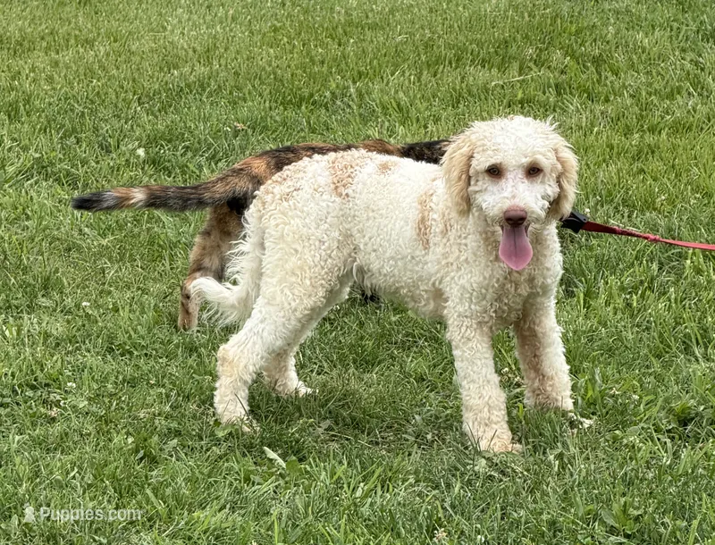 Spirit – Miniature Goldendoodle puppy for sale in Gaffney, SC