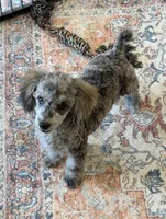 Puzzle, a male Poodle - Toy  for sale in Gaffney, SC – 2 of 5