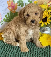 Thompson, a male Miniature Goldendoodle for sale in Gaffney, SC – 2 of 3