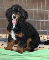 Tator, a male Poodle - Miniature  for sale in Gaffney, SC – 4 of 5