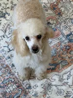 Pansy, a female Poodle - Toy  for sale in Gaffney, SC – 5 of 7