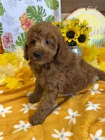 Piper, a female Miniature Labradoodle for sale in Gaffney, SC – 1 of 4