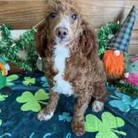 Tucker, a male Poodle - Miniature  for sale in Gaffney, SC – Photo 4 of 4
