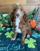 Tucker, a male Poodle - Miniature  for sale in Gaffney, SC – Photo 4 of 4