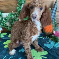 Tucker, a male Poodle - Miniature  for sale in Gaffney, SC – Photo 1 of 4