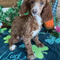 Tucker, a male Poodle - Miniature  for sale in Gaffney, SC – Photo 2 of 4