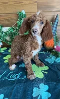 Tucker, a male Poodle - Miniature  for sale in Gaffney, SC – Photo 2 of 4