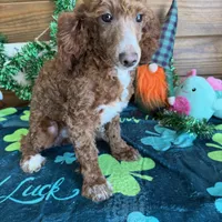 Tucker, a male Poodle - Miniature  for sale in Gaffney, SC – Photo 3 of 4