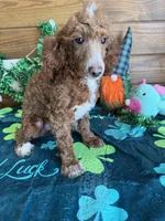 Tucker, a male Poodle - Miniature  for sale in Gaffney, SC – Photo 3 of 4