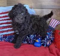 Deano, a male Miniature Goldendoodle for sale in Gaffney, SC – 4 of 5