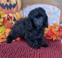 Goblin, a female Poodle - Toy  for sale in Gaffney, SC – 2 of 3