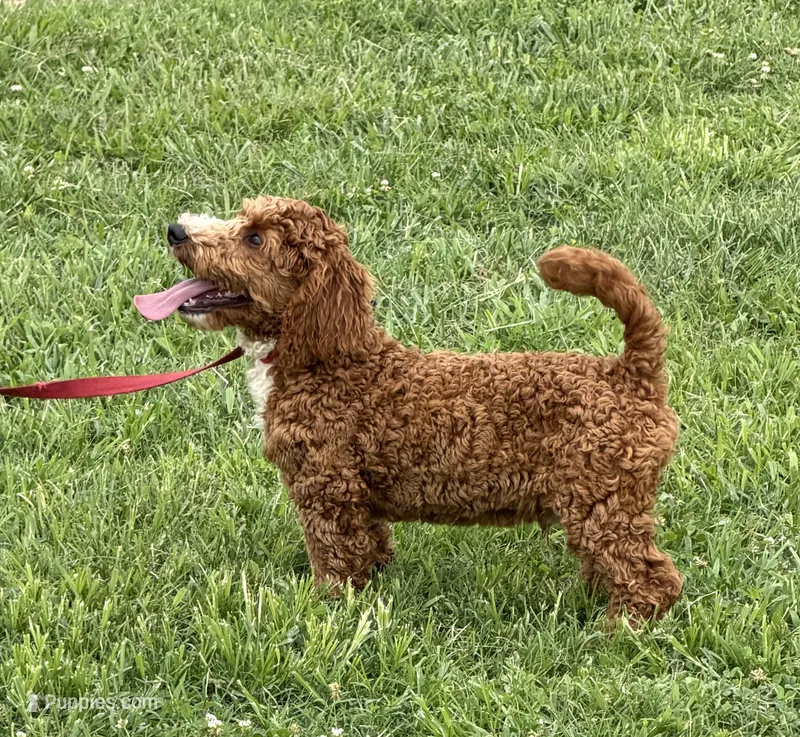 Squirt – Miniature Labradoodle puppy for sale in Gaffney, SC