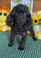Lilly, a female Poodle - Toy  for sale in Gaffney, SC – 6 of 8