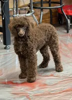 Hershall, a male Poodle - Miniature  for sale in Gaffney, SC – 8 of 10