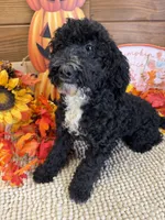 Jade, a female Miniature Labradoodle for sale in Gaffney, SC – 2 of 4