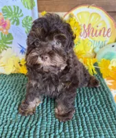 Snickers, a female Cockapoo for sale in Gaffney, SC – 3 of 5