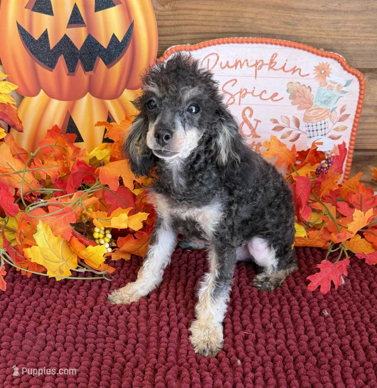 Playboy – Poodle - Toy  puppy for sale in Gaffney, SC