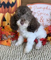 Millie, a female Cockapoo for sale in Gaffney, SC – 4 of 4