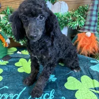 Elsa, a female Poodle - Miniature  for sale in Gaffney, SC – Photo 1 of 3