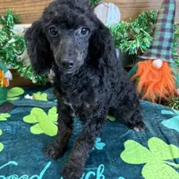Elsa, a female Poodle - Miniature  for sale in Gaffney, SC – Photo 3 of 3