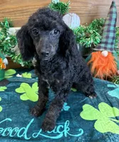Elsa, a female Poodle - Miniature  for sale in Gaffney, SC – Photo 3 of 3