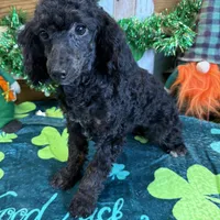 Elsa, a female Poodle - Miniature  for sale in Gaffney, SC – Photo 2 of 3