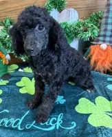 Elsa, a female Poodle - Miniature  for sale in Gaffney, SC – Photo 2 of 3