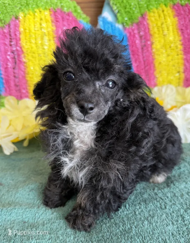 Cory – Poodle - Toy  puppy for sale in Gaffney, SC