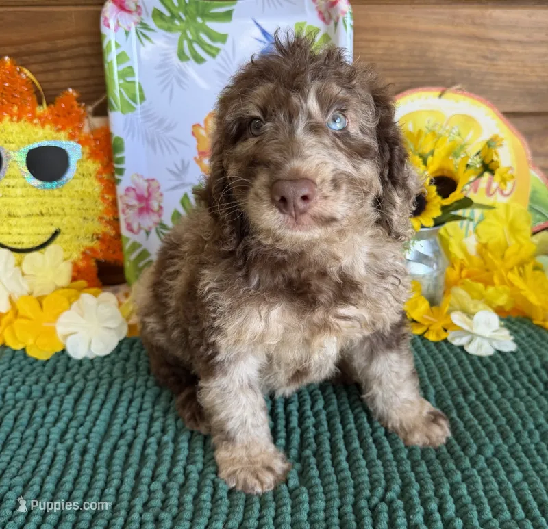 Speck – Miniature Labradoodle puppy for sale in Gaffney, SC