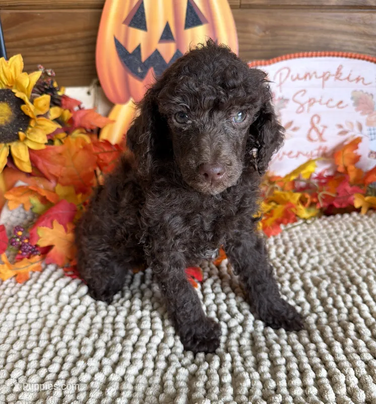 Herbie – Poodle - Miniature  puppy for sale in Gaffney, SC