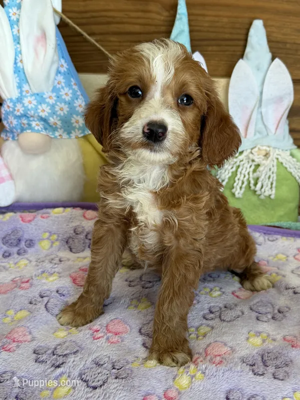 Casanova – Miniature Labradoodle puppy for sale in Gaffney, SC