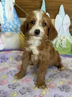 Casanova, a male Miniature Labradoodle for sale in Gaffney, SC – 1 of 3