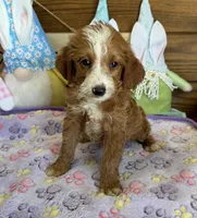 Casanova, a male Miniature Labradoodle for sale in Gaffney, SC – 3 of 3