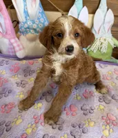 Casanova, a male Miniature Labradoodle for sale in Gaffney, SC – 2 of 3