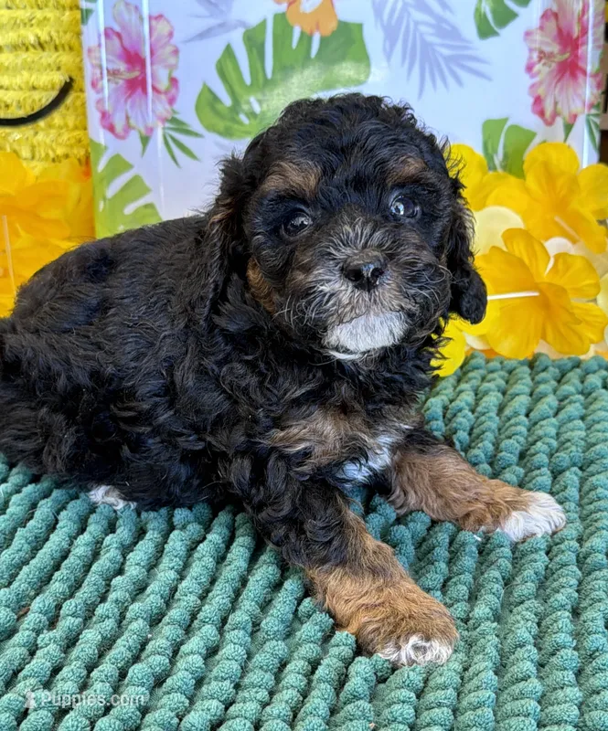 Cooper – Cockapoo puppy for sale in Gaffney, SC