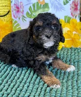 Cooper, a male Cockapoo for sale in Gaffney, SC – 1 of 4