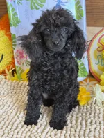 Lilly, a female Poodle - Toy  for sale in Gaffney, SC – 8 of 8