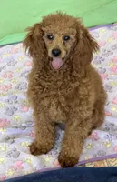 Lacy, a female Poodle - Miniature  for sale in Gaffney, SC – 2 of 5