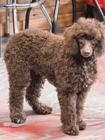 Hershall, a male Poodle - Miniature  for sale in Gaffney, SC – 3 of 10