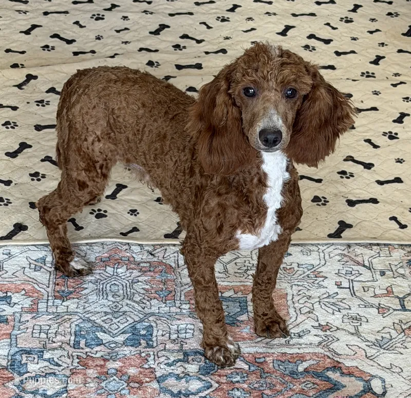 Travis – Poodle - Miniature  puppy for sale in Gaffney, SC
