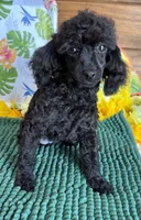 Lilly, a female Poodle - Toy  for sale in Gaffney, SC – 7 of 8